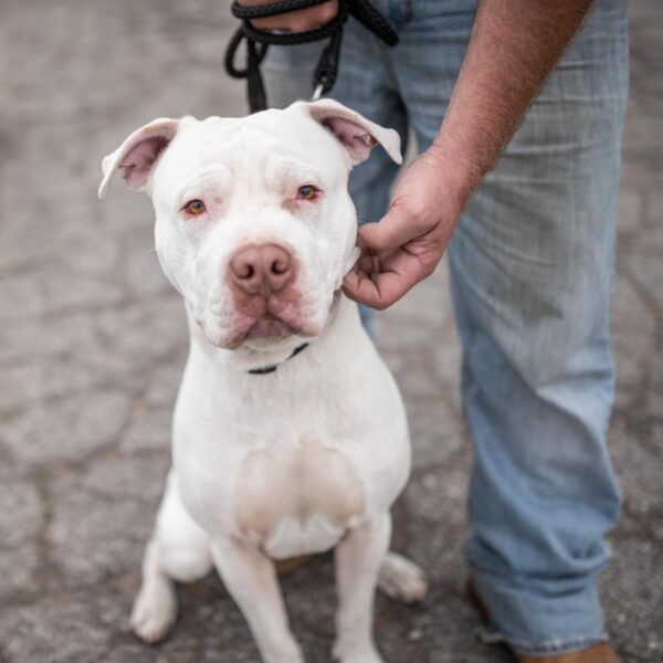 Coastal  Rope Dog Leash