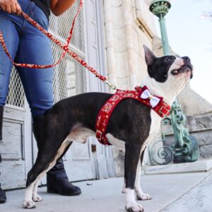 Accent Metallic Adjustable Dog Harness