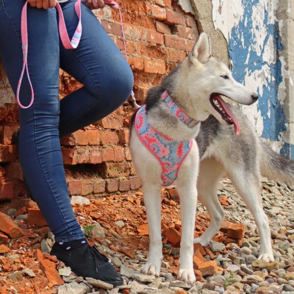 Sublime  Reversible Dog Harness