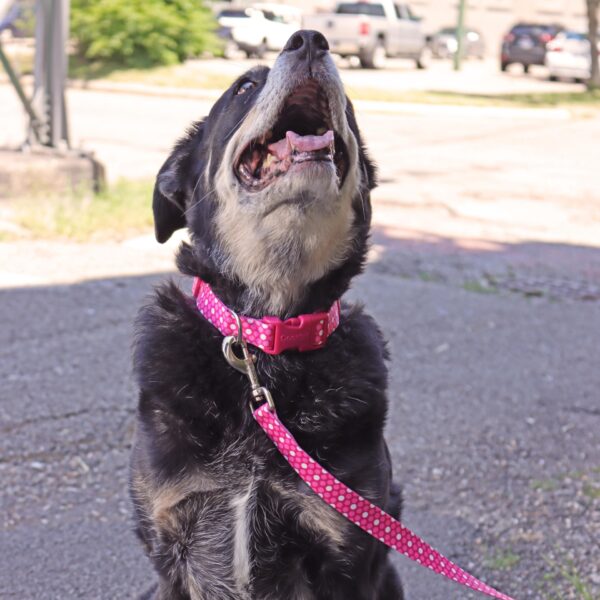 Styles Dog Leash