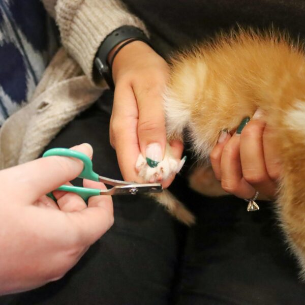 Lil Pals  Kitten Nail Trimmer