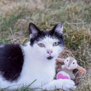 Turbo  Scent Locker Bunny with Catnip Spray