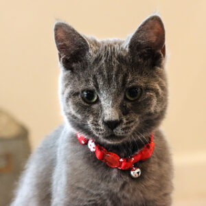 Lil Pals  Kitten Embellishment Collar