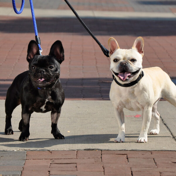 Coastal  Rope Dog Leash