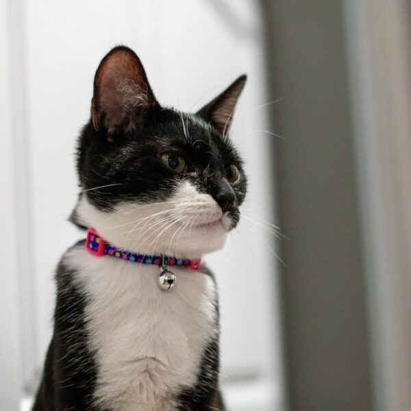 Lil Pals  Adjustable Breakaway Kitten Collar