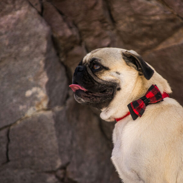 Accent Microfiber Dog Collar