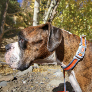 Pro Reflective Adjustable Dog Collar