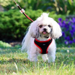 Lil Pals  Mesh Harness and Leash Combo