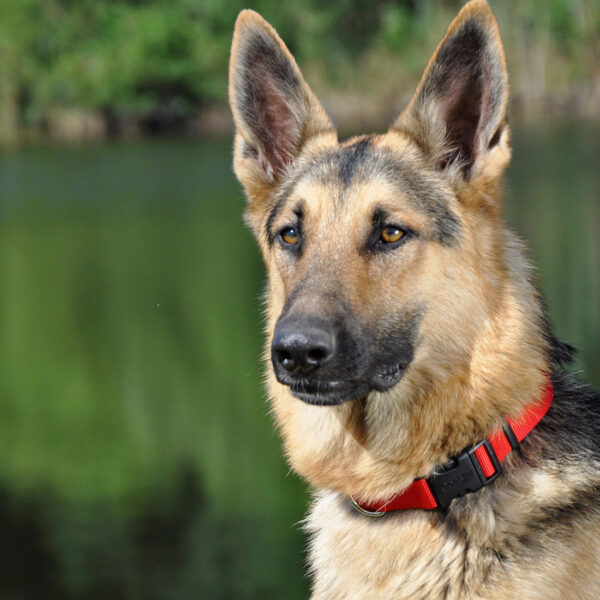 Coastal  Adjustable Dog Collar with Plastic Buckle