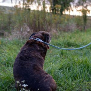 K9 Explorer  Reflective Braided Rope Snap Dog Leash