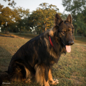 Macho Dog  Double-Ply Spiked Dog Collar with Roller Buckle