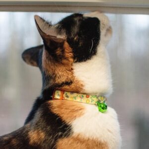 Safe Cat  Fashion Adjustable Breakaway Collar