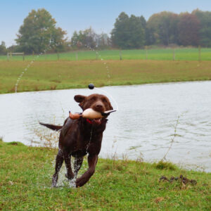 Water & Woods Tethered-Head Foam Fowl Dog Trainer