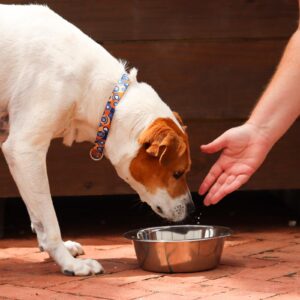 Maslow Standard Stainless Steel Dog Bowl