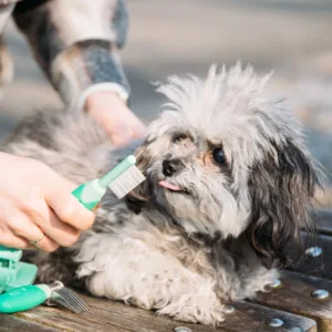 Lil Pals  Dog Flea Comb