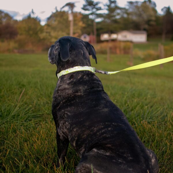 Water & Woods Adjustable Reflective Dog Collar