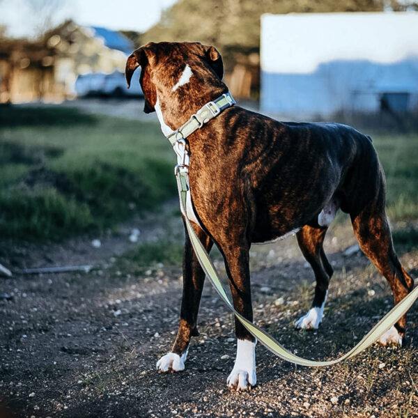 Pro Reflective Adjustable Dog Collar