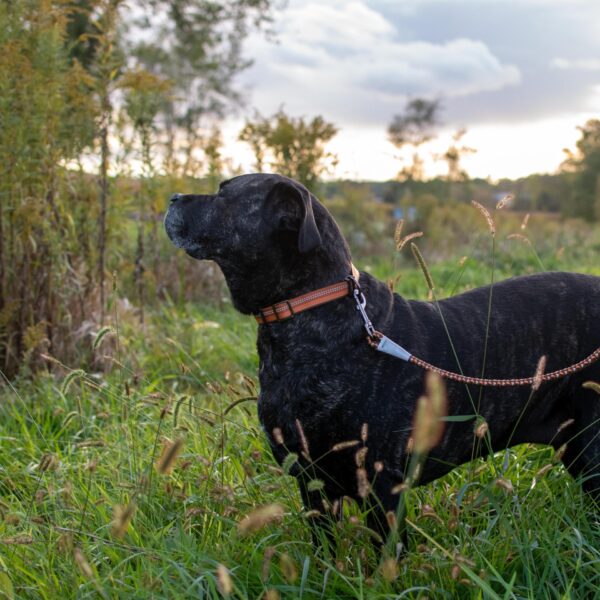 K9 Explorer  Reflective Braided Rope Snap Dog Leash