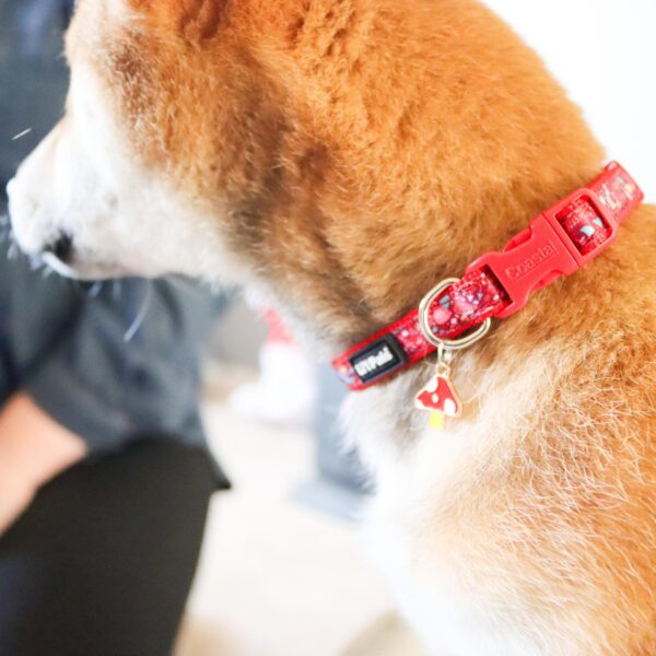 Lil Pals  Charming Ribbon Overlay Dog Collar