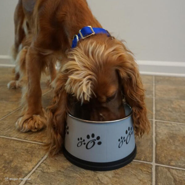 Maslow Design Series Non-Skid Dry Ears Dog Bowl