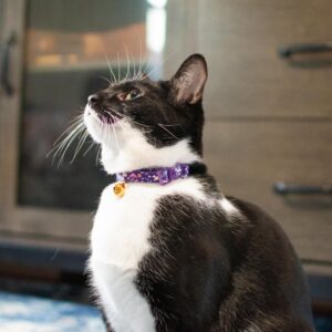 Safe Cat  Fashion Adjustable Breakaway Collar