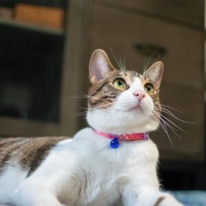 Safe Cat  Fashion Adjustable Breakaway Collar