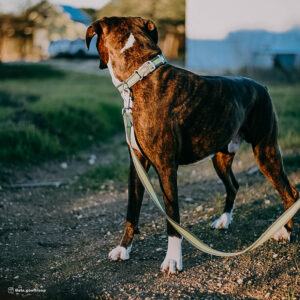 Pro Reflective Dog Leash