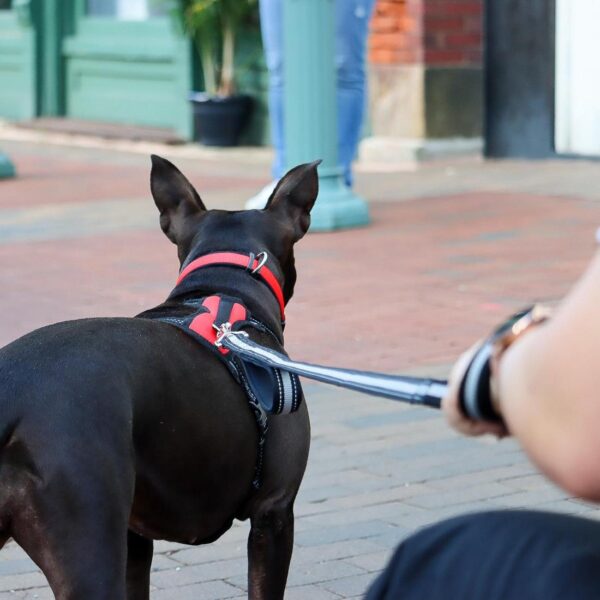 Coastal  Double-Handle Bungee Leash