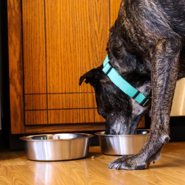 Maslow Non-Skid Heavy Duty Stainless Steel Dog Bowl