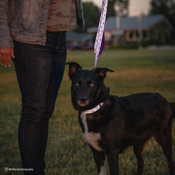 Lazer Brite  Reflective Open-Design Dog Leash