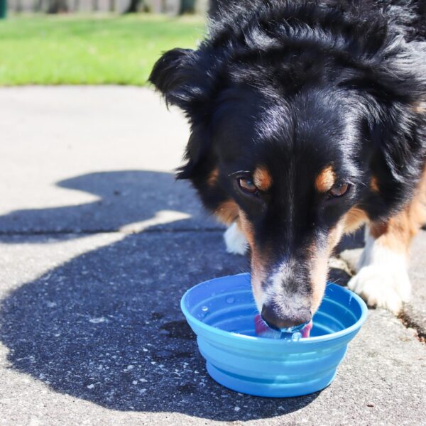 Bergan  Collapsible Travel Bowl