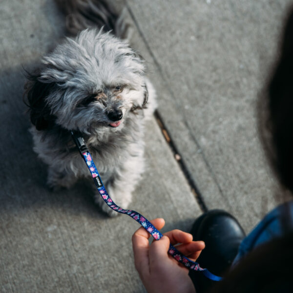 Lil Pals  Reflective Dog Collar