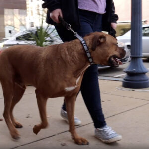 Natural Control Training Collar