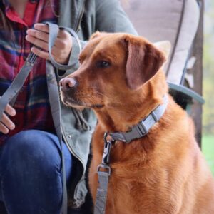 Water & Woods Adjustable Dog Collar