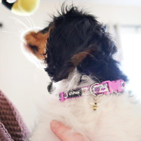 Lil Pals  Charming Ribbon Overlay Dog Collar