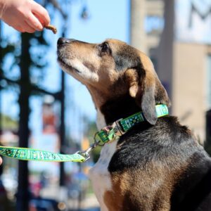 Ribbon Dog Leash