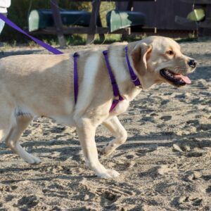 Coastal  Adjustable Dog Collar with Metal Buckle