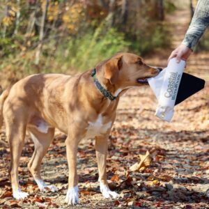 Water & Woods Adjustable Dog Collar