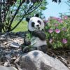 Design Toscano JQ10810 5 1/2 Inch Bai Yun the Panda Statue