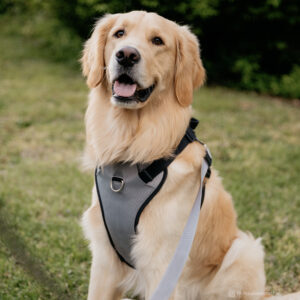 Inspire Adjustable Dog Harness with Handle