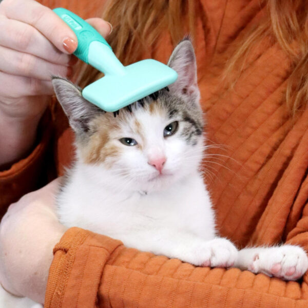 Lil Pals  Kitten Massage Brush