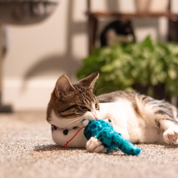 Turbo  Vibrating Cat Toys