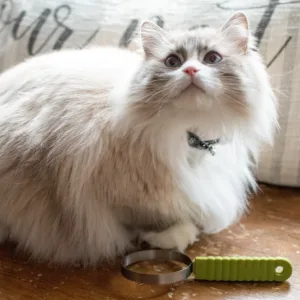 Safari  by Coastal  Cat Shedding Blade