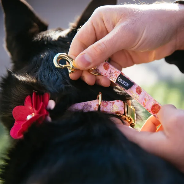 Accent Metallic Dog Collar Embellishment