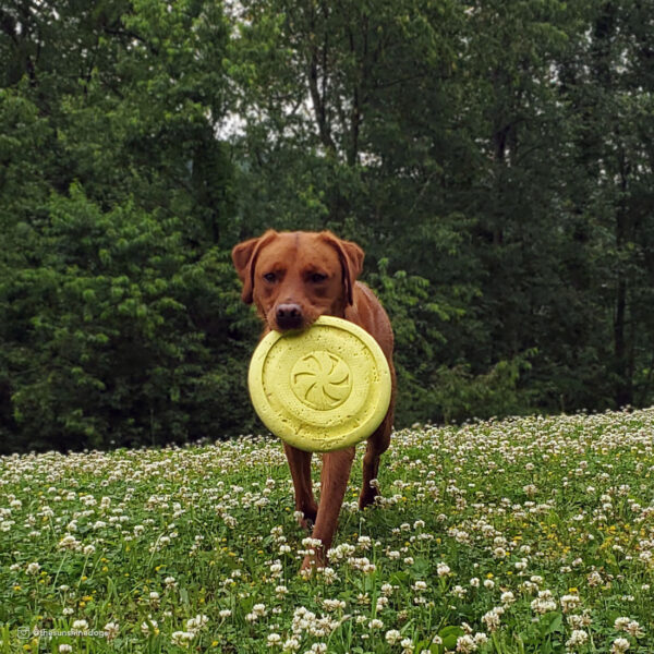 ProFit Foam Toy Flying Disc