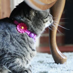 Safe Cat  Embellished Fashion Collar