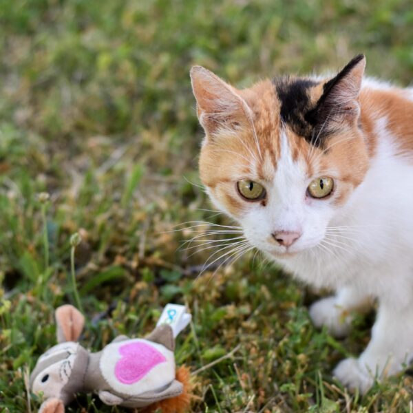 Turbo  Scent Locker Bunny with Catnip Spray