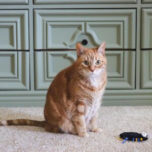 Turbo  by Coastal  Whimsy Cat Toy