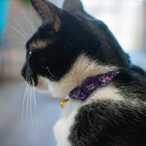 Safe Cat  Fashion Adjustable Breakaway Collar