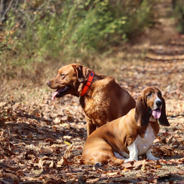 Water & Woods Adjustable Dog Collar